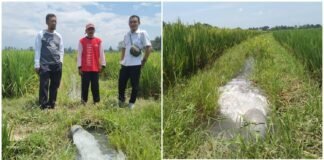 Optimasi Lahan OPLAH, Dorong Para Petani Optimis Tingkatkan Indeks Pertanaman