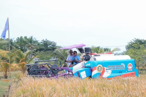 Banten Kembangkan Padi Organik PS-08, Panen Raya Capai 753 Hektare