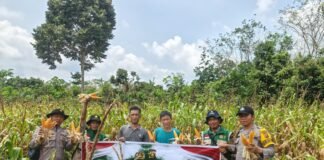 Polsek Rambang Hadiri Panen Jagung Program Ketahanan Pangan di Desa Sugihan