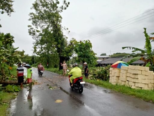 Quick Respon Polsek Sambeng Bersama Warga Tangani Pohon Tumbang di Jalan Raya Sambeng Desa Ardirejo