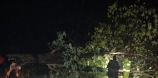 Respon Cepat Polsek Bluluk, Pohon Tumbang di Jalur Bluluk–Modo Berhasil Dievakuasi