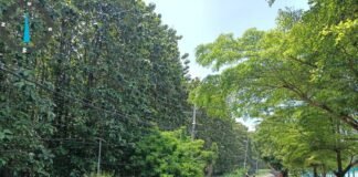 Personil Polsek Ngimbang Gelar Patroli Guna Antisipasi Pohon Tumbang Di Jalur Rawan Bencana