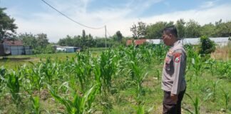 Polsek Ngimbang gelar pengecekan ke Sawah Pada Tanaman Jagung Program P2B di Desa Cerme