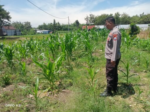 Polsek Ngimbang gelar pengecekan ke Sawah Pada Tanaman Jagung Program P2B di Desa Cerme