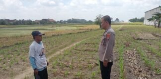 Polsek Ngimbang gelar pengecekan ke Sawah Pada Tanaman Jagung Program P2B di Desa Sendangrejo
