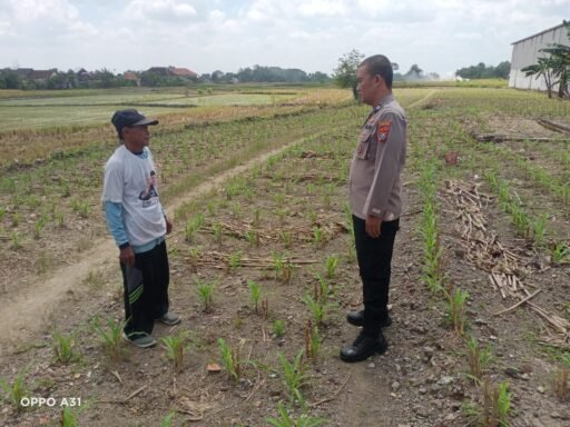 Polsek Ngimbang gelar pengecekan ke Sawah Pada Tanaman Jagung Program P2B di Desa Sendangrejo