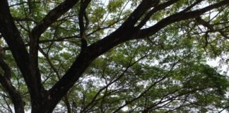 Personil Polsek Ngimbang Gelar Patroli Guna Antisipasi Pohon Tumbang Di Jalur Rawan Bencana