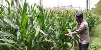 Polsek Ngimbang gelar pengecekan ke Ladang Pada Tanaman Jagung Program P2B di Desa Kakatpenjalin
