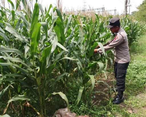 Polsek Ngimbang gelar pengecekan ke Ladang Pada Tanaman Jagung Program P2B di Desa Kakatpenjalin