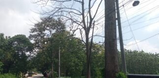 Guna Antisipasi Pohon Tumbang Di Saat Hujan Polsek Ngimbang Gelar Patroli Di Jalur Rawan