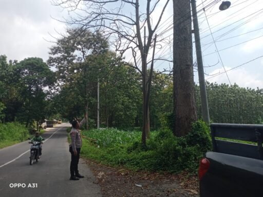 Guna Antisipasi Pohon Tumbang Di Saat Hujan Polsek Ngimbang Gelar Patroli Di Jalur Rawan