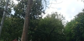 Personil Polsek Ngimbang Gelar Patroli Guna Antisipasi Pohon Tumbang Di Jalur Rawan Bencana