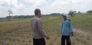 Demi Sukseskan Program P2B Polsek Ngimbang Monitoring Dan Pengecekan Tanaman Jagung Di Desa Tlemang