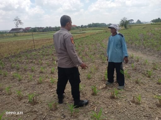 Demi Sukseskan Program P2B Polsek Ngimbang Monitoring Dan Pengecekan Tanaman Jagung Di Desa Tlemang