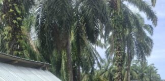 *CARUT MARUT TATA KELOLA PASAR SENIN: MENGANCAM KESELAMATAN DAN MENGACAK-ACAK ARUS LALU LINTAS JALAN RAYA* *