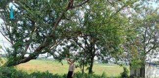 Guna Antisipasi Pohon Tumbang Di Saat Hujan Polsek Ngimbang Gekar Patroli Di Jalur Rawan