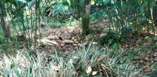 Program Upland Nanas di Subang Dipertanyakan, Kebun Tak Terawat dan Hasil Terancam