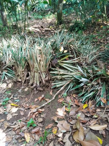 Program Upland Nanas di Subang Dipertanyakan, Kebun Tak Terawat dan Hasil Terancam