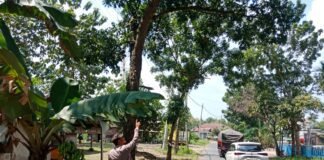 Guna Antisipasi Pohon Tumbang Di Saat Hujan Polsek Ngimbang Laksanakan Patroli Di Jalur Rawan