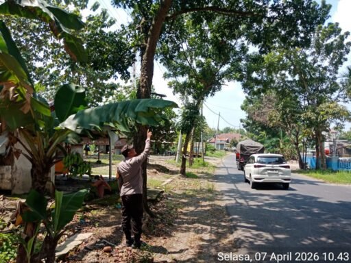 Guna Antisipasi Pohon Tumbang Di Saat Hujan Polsek Ngimbang Laksanakan Patroli Di Jalur Rawan