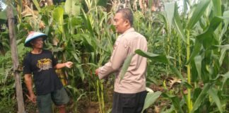 Polsek Ngimbang gelar pengecekan ke Ladang Pada Tanaman Jagung Program P2B di Desa Ngasemlemahbang