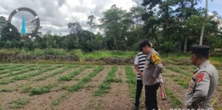 Perkuat Ketahanan Pangan, Polsek Pemulutan Kolaborasi dengan Petani jagung