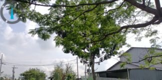 Guna Antisipasi Pohon Tumbang Di Saat Hujan Polsek Ngimbang Laksanakan Patroli Di Jalur Rawan