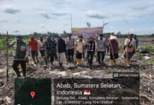 Polsek Penukal Abab & Pemdes Betung Selatan Tanam Jagung Bersama, Guna Perkuat Ketapang Desa