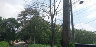 Polsek Ngimbang Gelar Patroli Dan Pengecekan Antisipasi Pohon Tumbang di Daerah Rawan Bencana