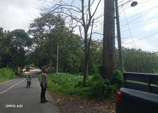 Polsek Ngimbang Gelar Patroli Dan Pengecekan Antisipasi Pohon Tumbang di Daerah Rawan Bencana