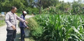 Demi Sukseskan Program P2B Polsek Ngimbang Gelar Monitoring Dan Pengecekan Tanaman Jagung Di Desa Lamongrejo