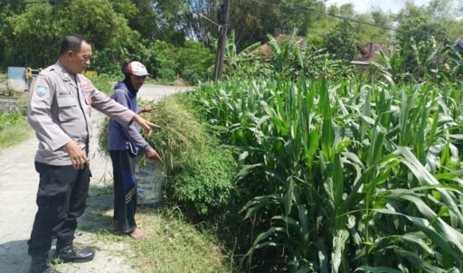 Demi Sukseskan Program P2B Polsek Ngimbang Gelar Monitoring Dan Pengecekan Tanaman Jagung Di Desa Lamongrejo