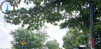 Polsek Ngimbang Gelar Patroli Dan Pengecekan Antisipasi Pohon Tumbang di Daerah Rawan Bencana