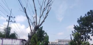 Polsek Ngimbang Gelar Patroli Dan Pengecekan Antisipasi Pohon Tumbang di Daerah Rawan Bencana