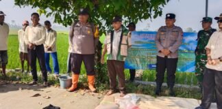 DINAS PERTANIAN LAMONGAN INISIASI GERAKAN PENGENDALIAN HAMA, MAS BHABIN SIDOMUKTI TURUN LANGSUNG KE SAWAH