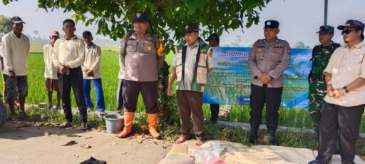 DINAS PERTANIAN LAMONGAN INISIASI GERAKAN PENGENDALIAN HAMA, MAS BHABIN SIDOMUKTI TURUN LANGSUNG KE SAWAH