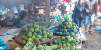 Anggir/Jeruk Purut/Unte Mungkur dalam Adat & Budaya Batak di Samosir