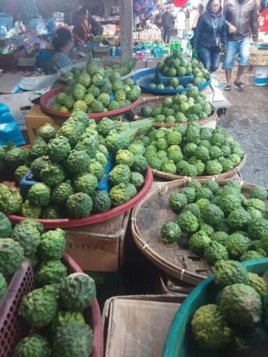 Anggir/Jeruk Purut/Unte Mungkur dalam Adat & Budaya Batak di Samosir