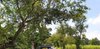 Guna Antisipasi Pohon Tumbang Di Saat Hujan Polsek Ngimbang Gelar pengecekan dan Patroli Di Jalur Rawan