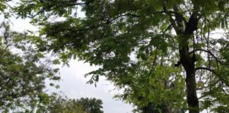 Polsek Ngimbang Gelar Patroli Dan Pengecekan Antisipasi Pohon Tumbang di Daerah Rawan