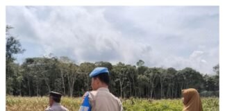 Polsek Rambang Lubai Monitoring Tanaman Jagung, Wujud Nyata Dukung Ketahanan Pangan