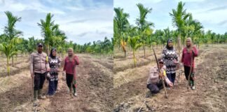 Polsek Merbau Lakukan Pengecekan Lahan Jagung Pipil di Desa Bandul, Dukung Swasembada Pangan Nasional