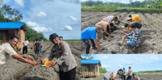 Polsek Rangsang Dukung Ketahanan Pangan, Tanam Jagung Pipil 1,5 Hektar di Teluk Samak