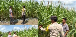 Dukung Ketahanan Pangan Nasional, Bhabinkamtibmas Polsek Merbau Cek Lahan Jagung di Desa Bagan Melibur