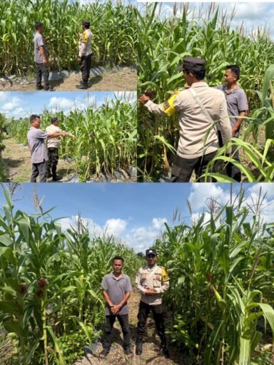 Dukung Ketahanan Pangan Nasional, Bhabinkamtibmas Polsek Merbau Cek Lahan Jagung di Desa Bagan Melibur