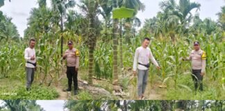 Bhabinkamtibmas Polsek Merbau Lakukan Pengecekan Rutin Tanaman Jagung Pipil Dukung Ketahanan Pangan Nasional
