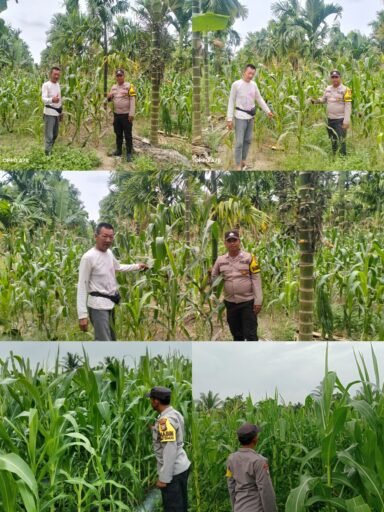 Bhabinkamtibmas Polsek Merbau Lakukan Pengecekan Rutin Tanaman Jagung Pipil Dukung Ketahanan Pangan Nasional