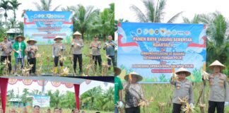 Polres Meranti Ikuti Panen Raya Jagung Nasional dan Launching Program Ketahanan Pangan Polri