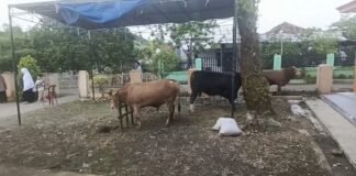 Idul Adha 1447 H di Desa Sukahaji: Ratusan Warga Padati Masjid An-Nur, 5 Ekor Sapi Dikurbankan