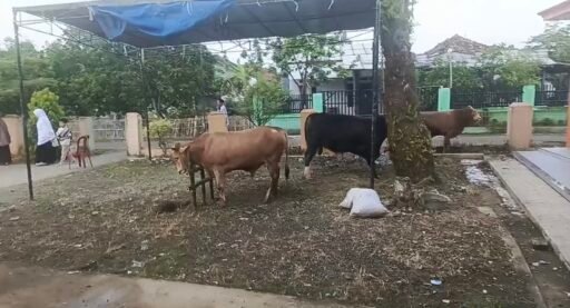Idul Adha 1447 H di Desa Sukahaji: Ratusan Warga Padati Masjid An-Nur, 5 Ekor Sapi Dikurbankan